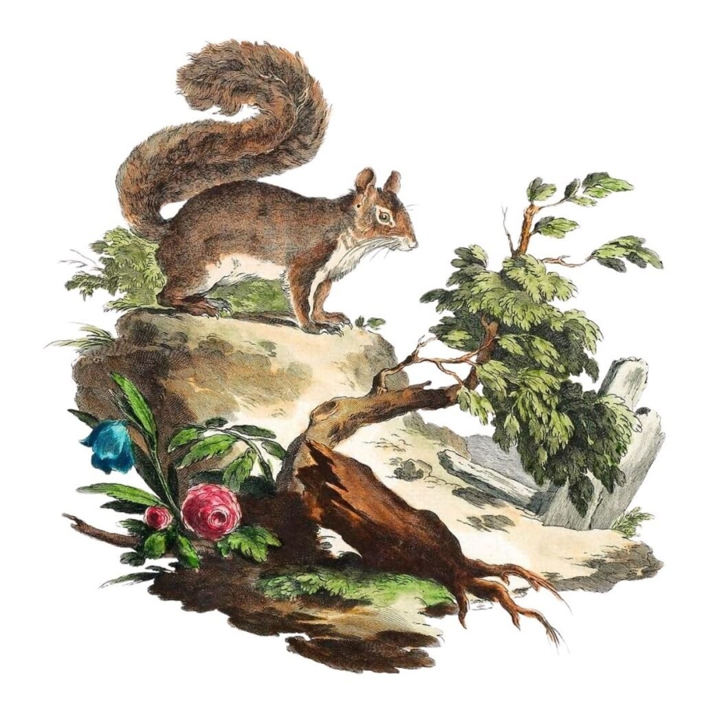 ardilla ilustracion