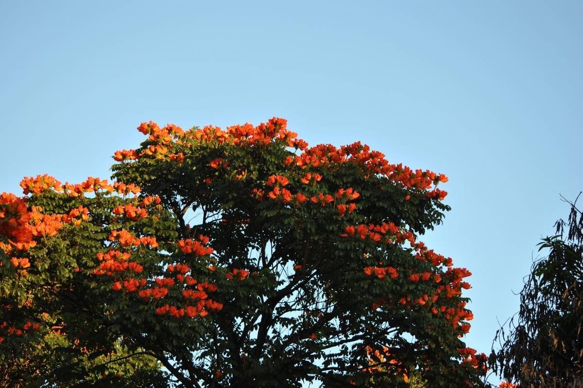 árboles en guadalajara
